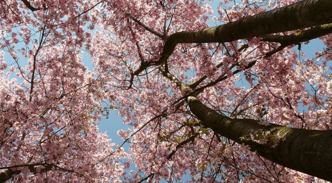 Japanisches Kirschblütenfest Hanami
