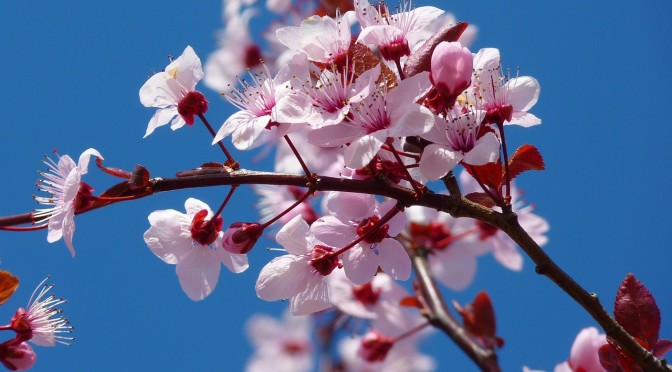 Der Beginn eines neuen Jahres – das traditionelle Kirschblütenfest