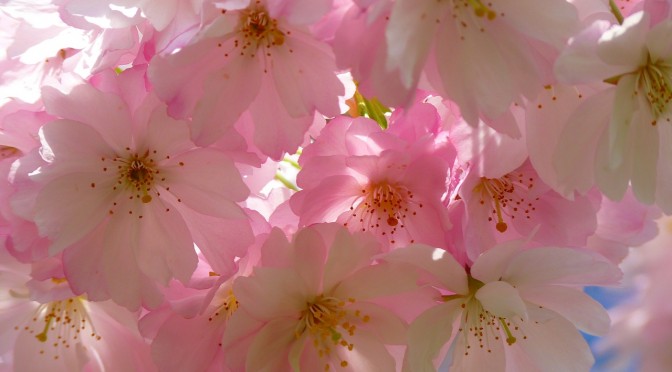 Das japanische Hanami – Ein Fest zu Ehren der Schönheit der Blüte