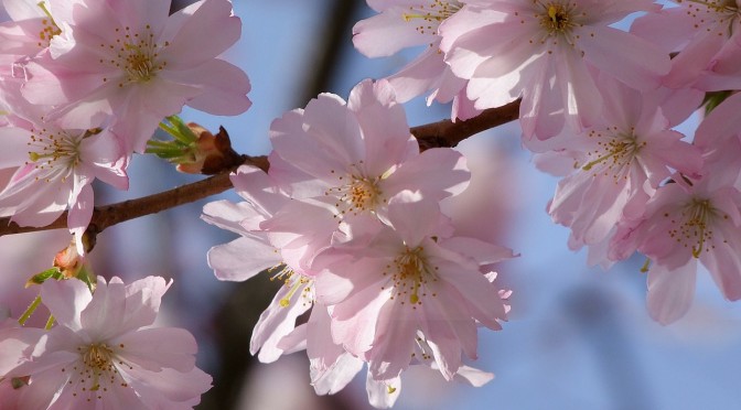 Das japanische Kirschblütenfest wird auch in Deutschland gefeiert