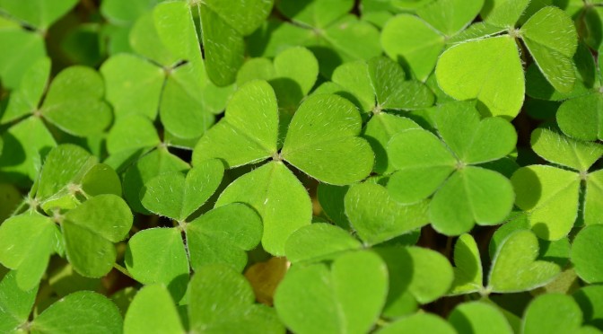 Alles in Grün – der Saint Patrick’s Day in Irland